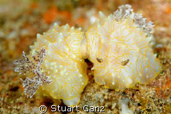 Two Gold Lace Nudibranches thinking about starting a fami... by Stuart Ganz 